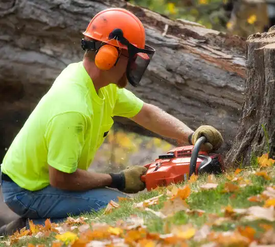 tree services Lauderdale